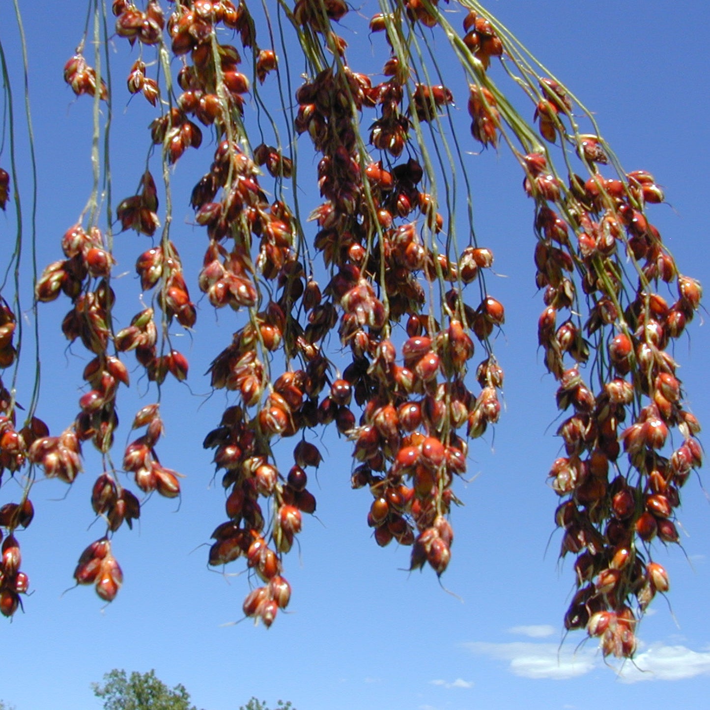 Mayo Broomcorn