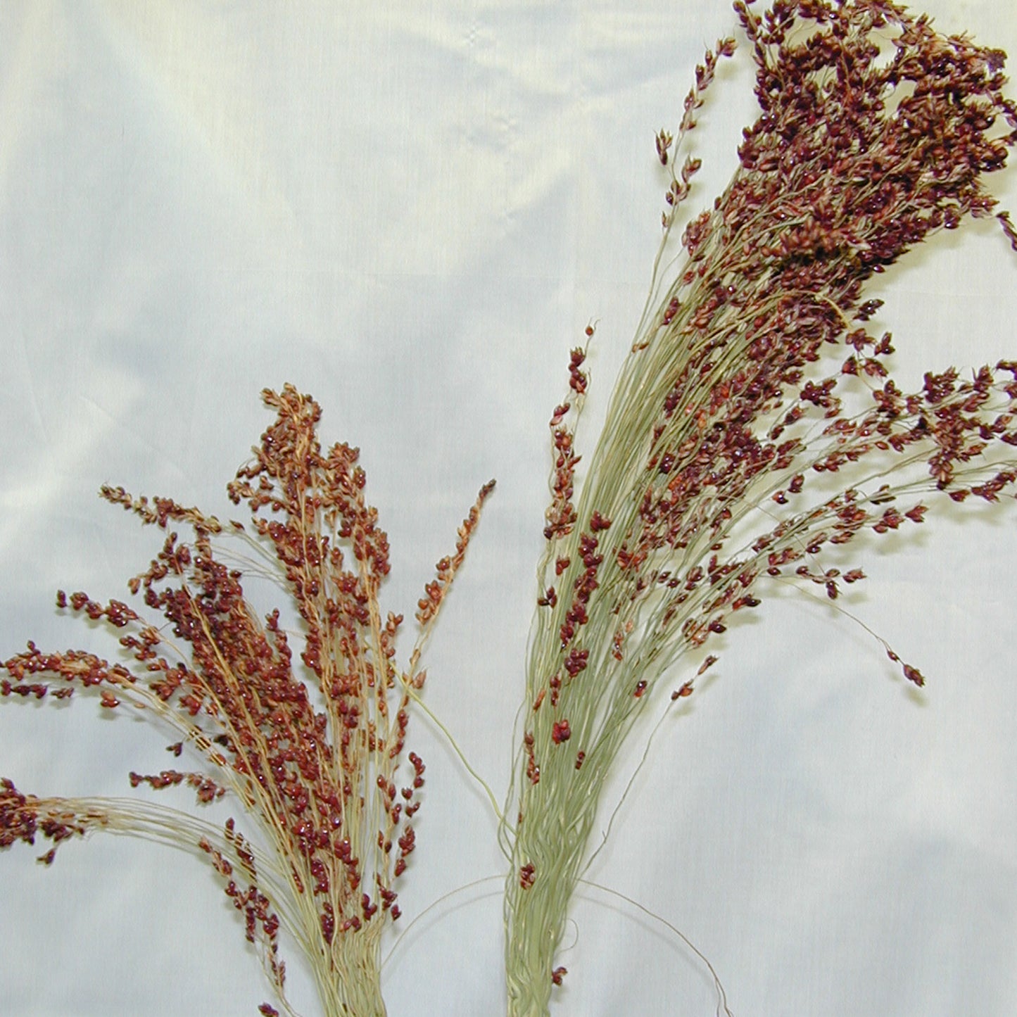 Mayo Broomcorn