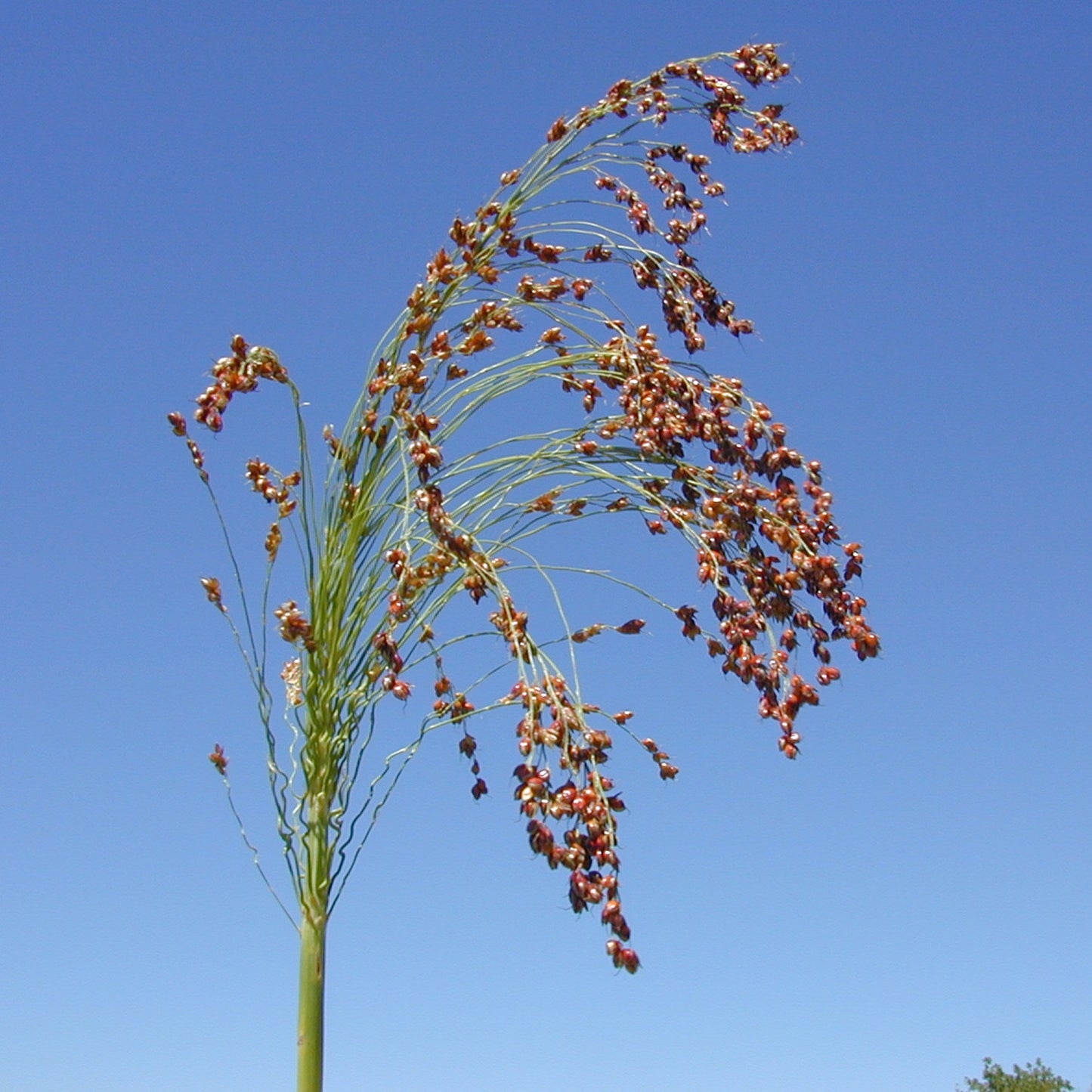 Mayo Broomcorn