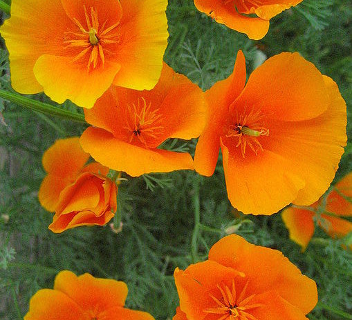 Mexican Gold Poppy