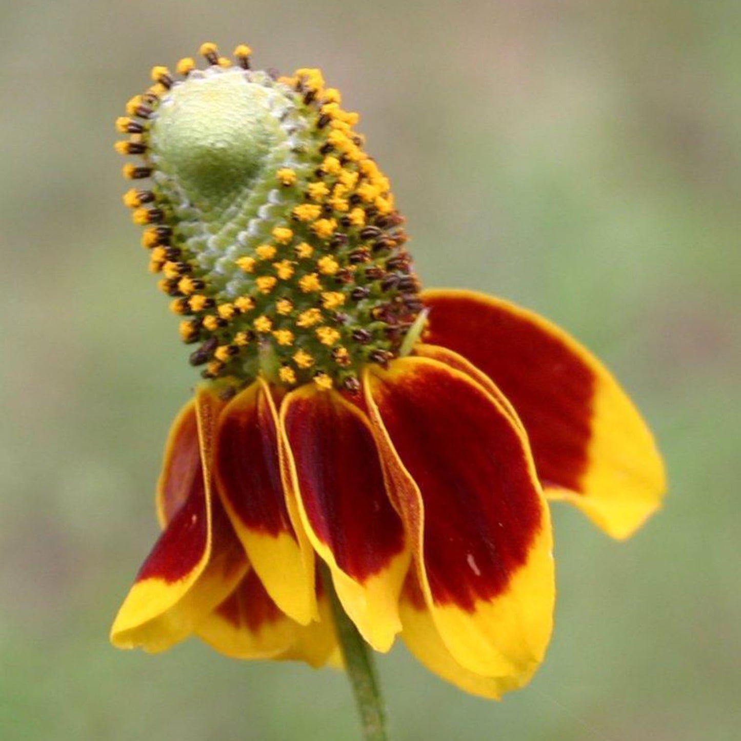 Mexican Hat (Red)