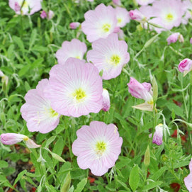 Mexican Evening Primrose