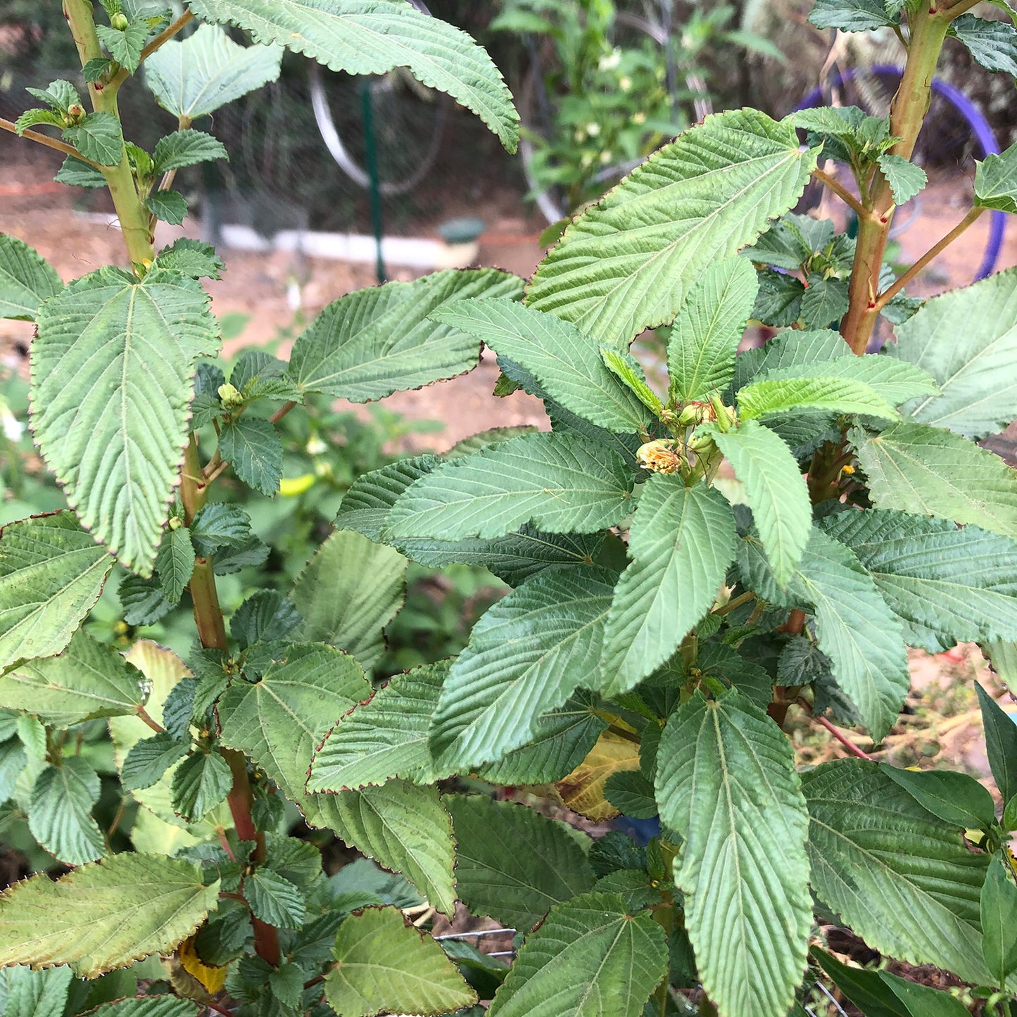 Molokhia
