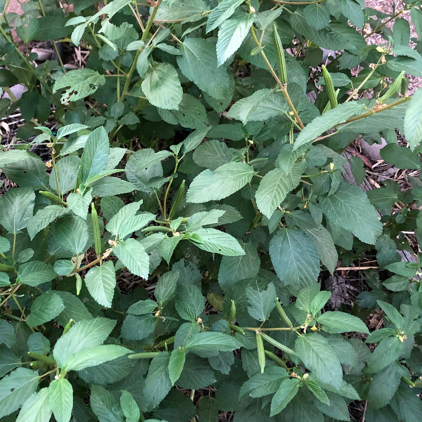 Molokhia