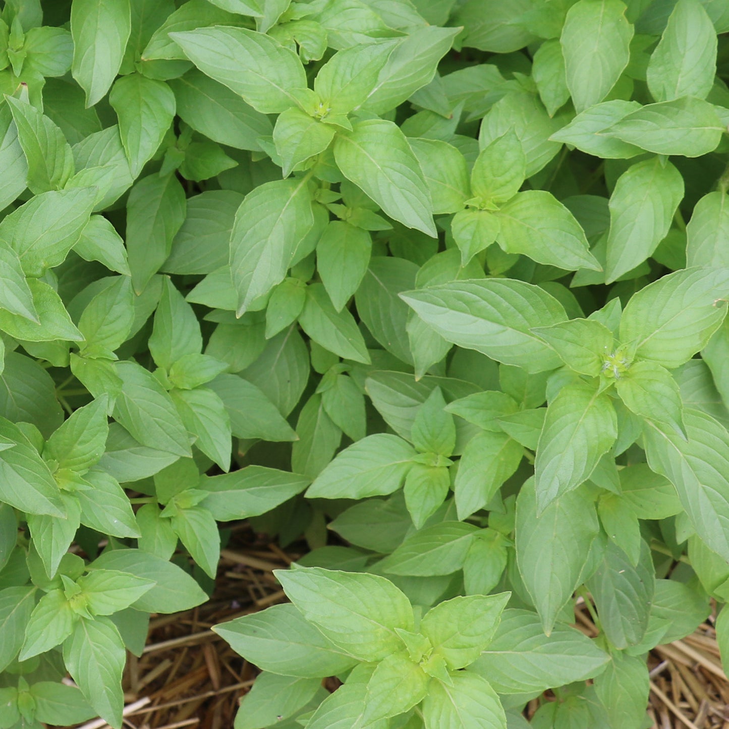 Mrs Burns' Famous Lemon Basil