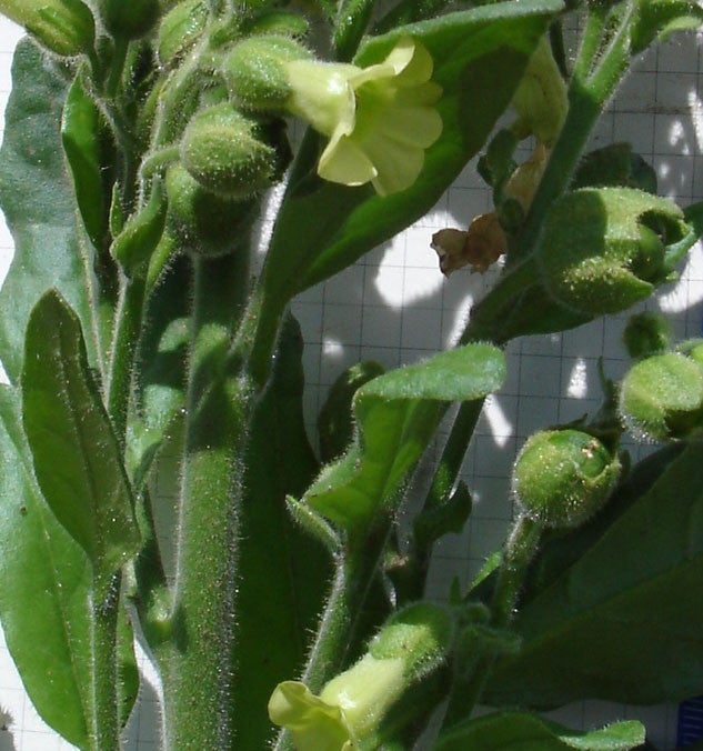Guarijio Makuchi