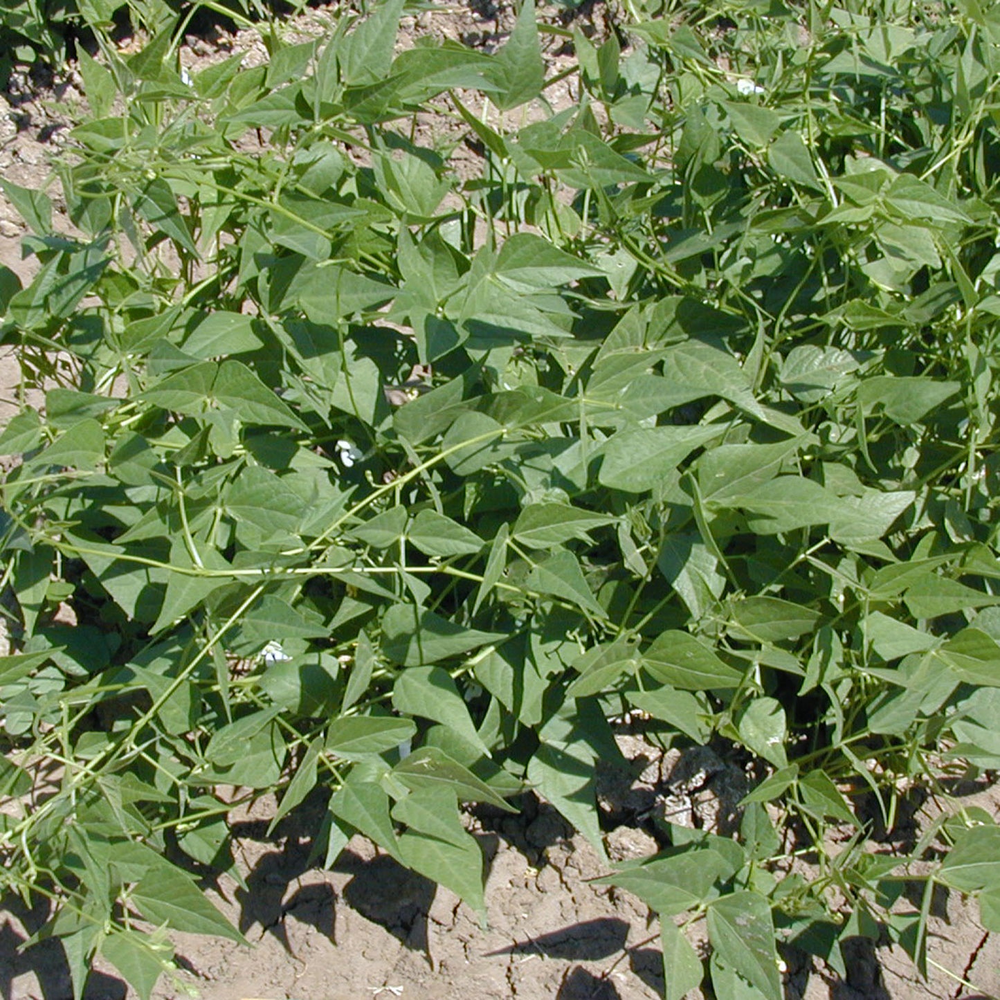 Sonoran White