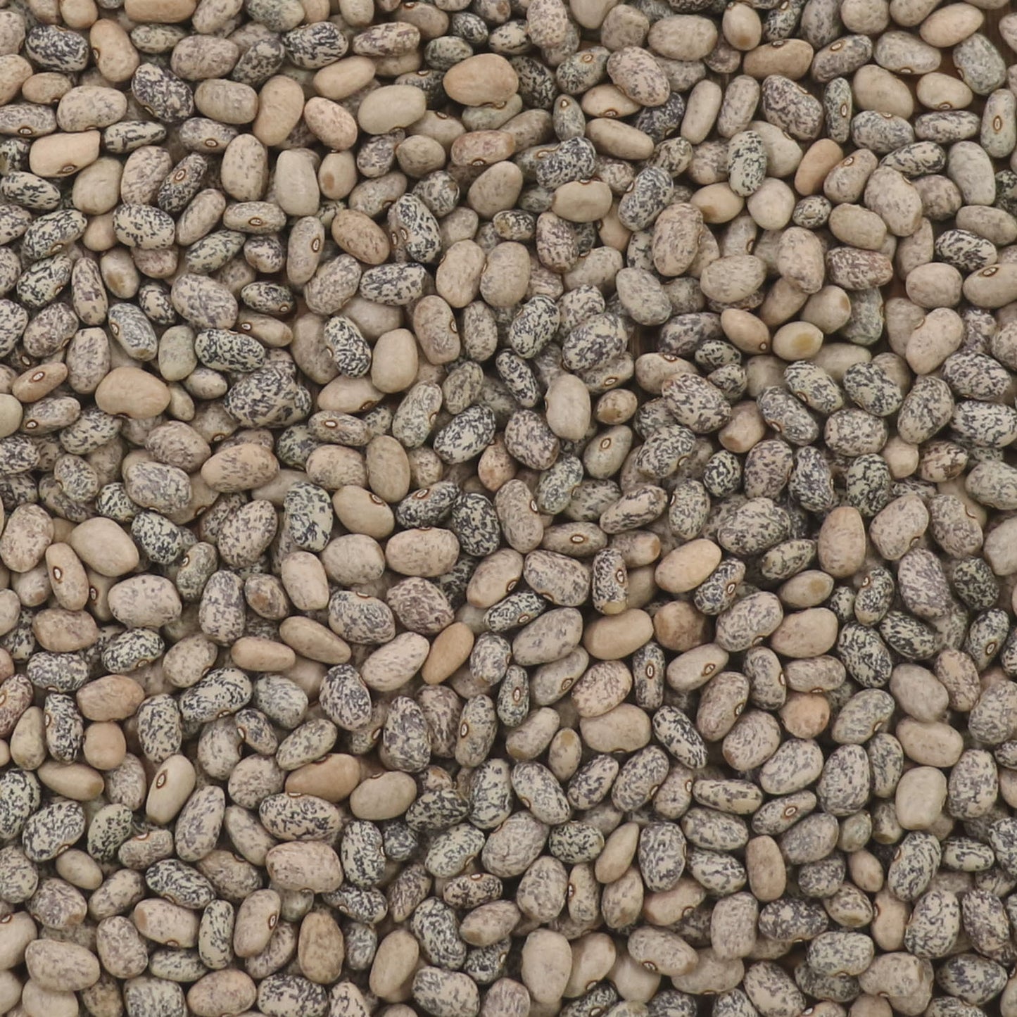 Blue Speckled