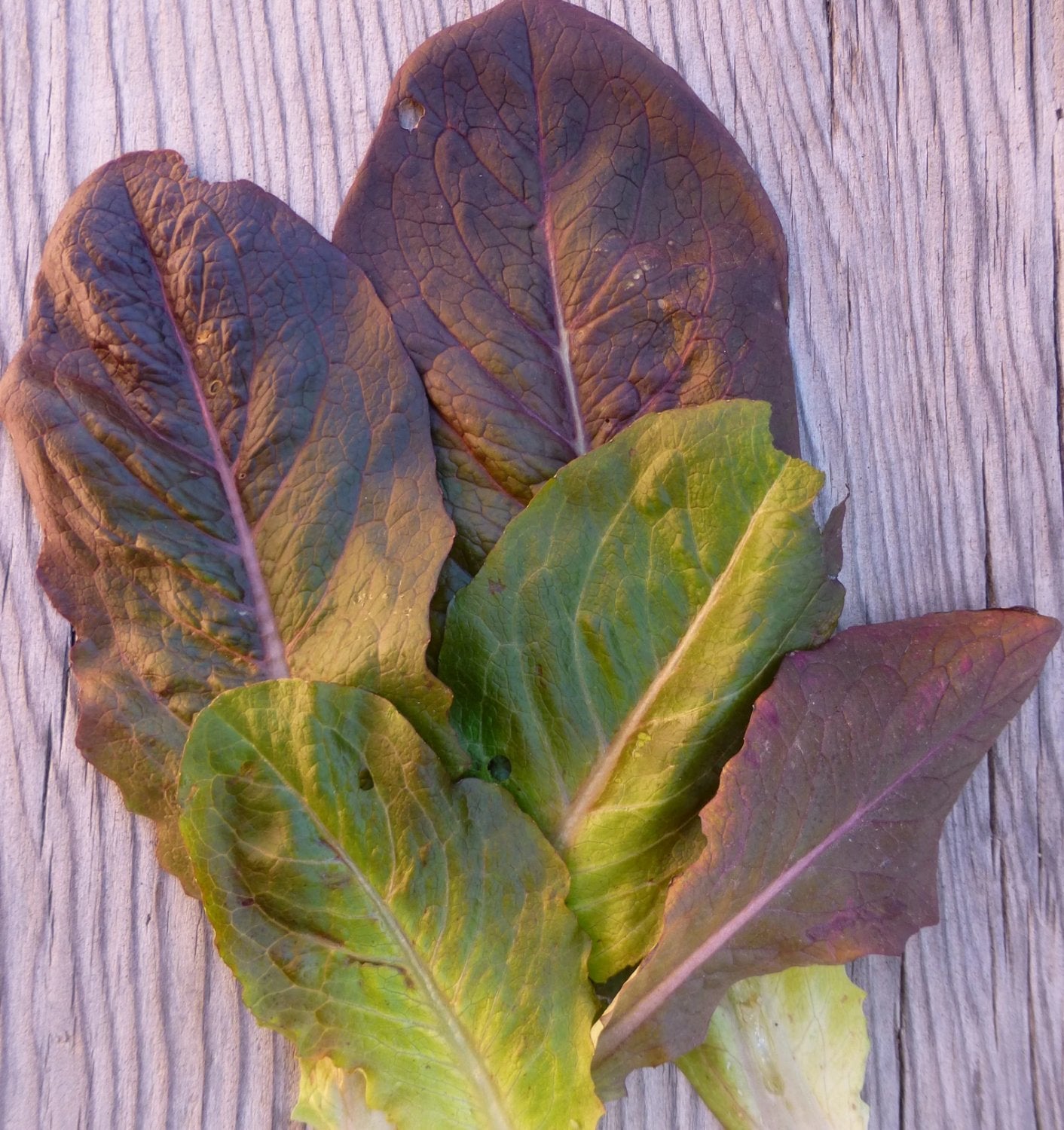 Cimmaron Romaine
