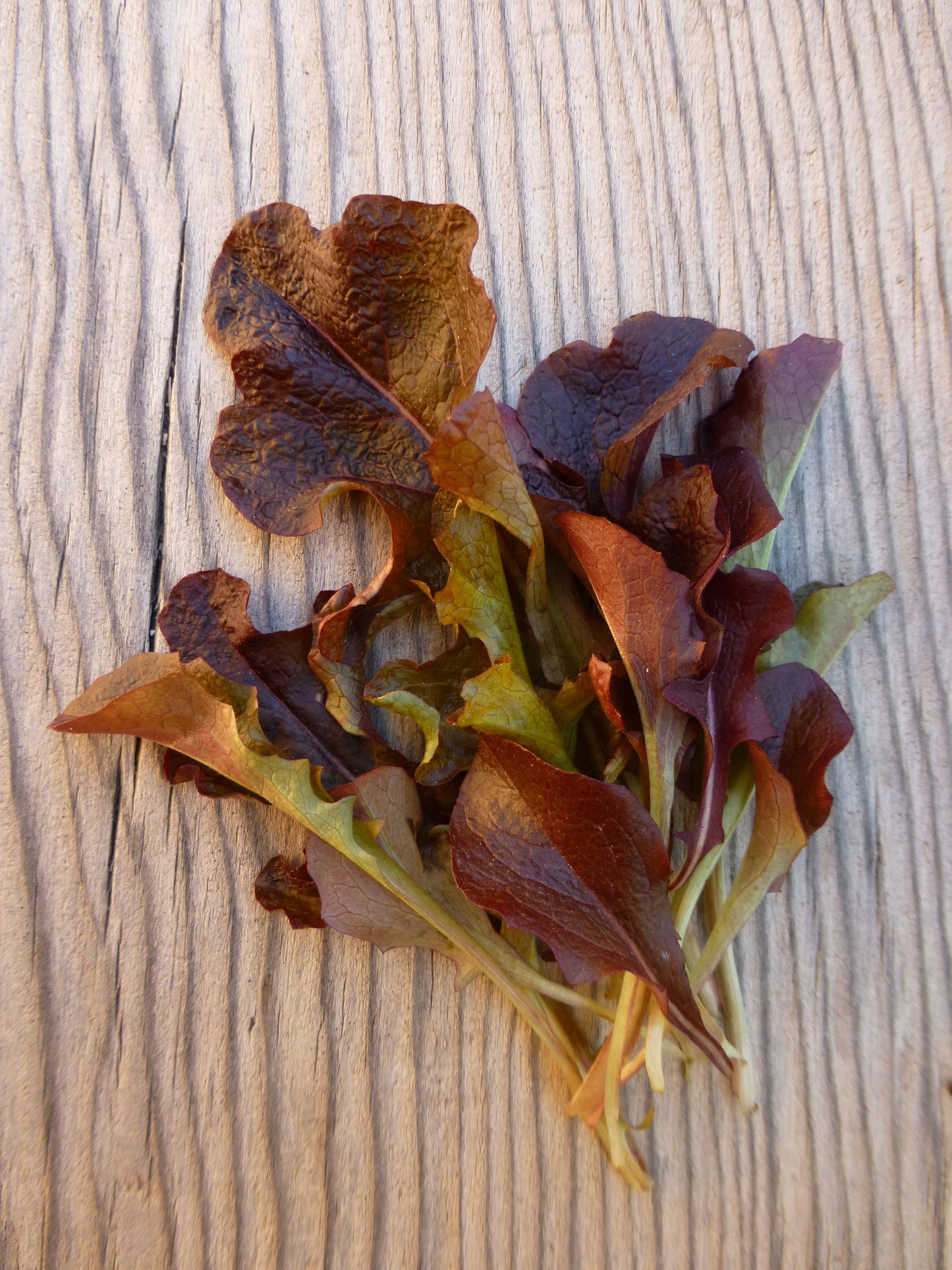 Red Saladbowl Looseleaf
