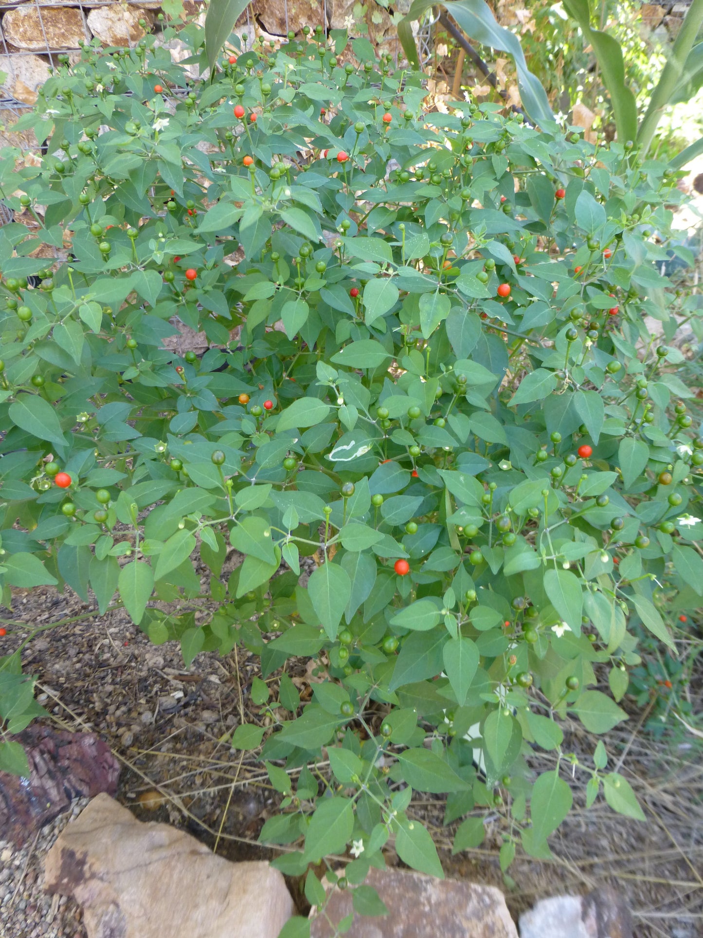 Sonoran