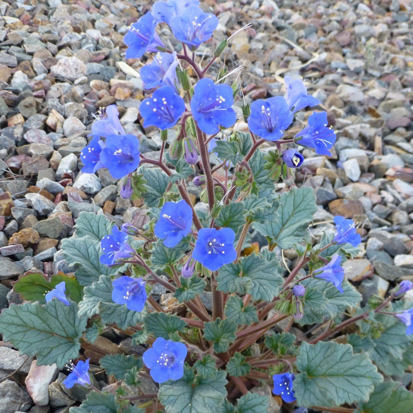 desert bluebells