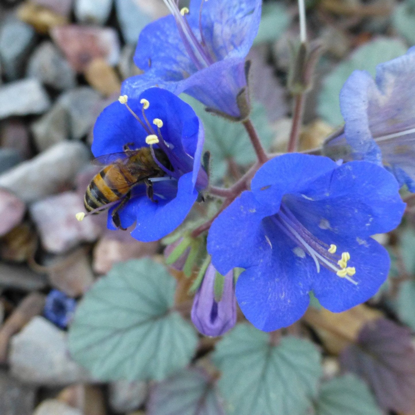 Desert Blue Bells