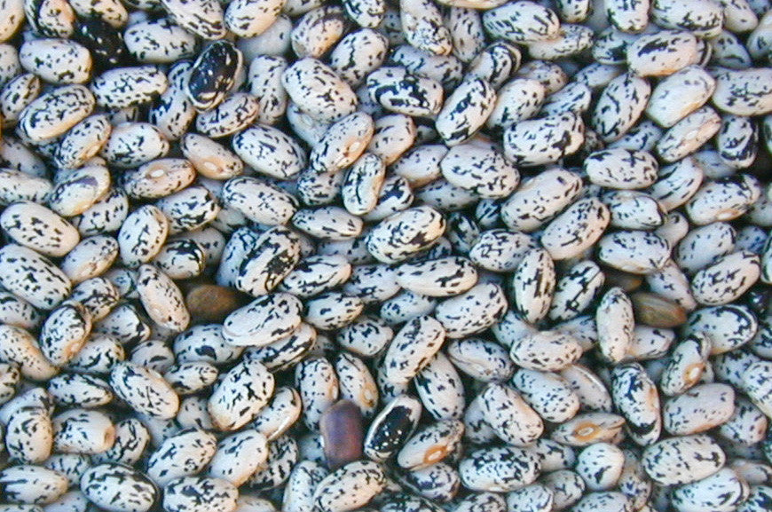 Mawivuna