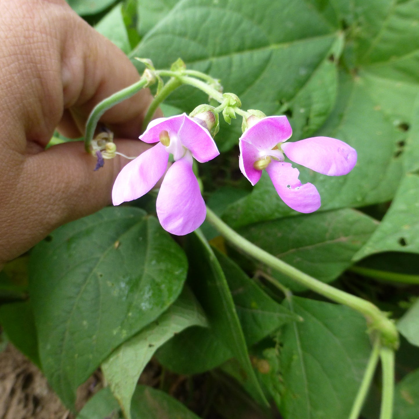 Mawivuna