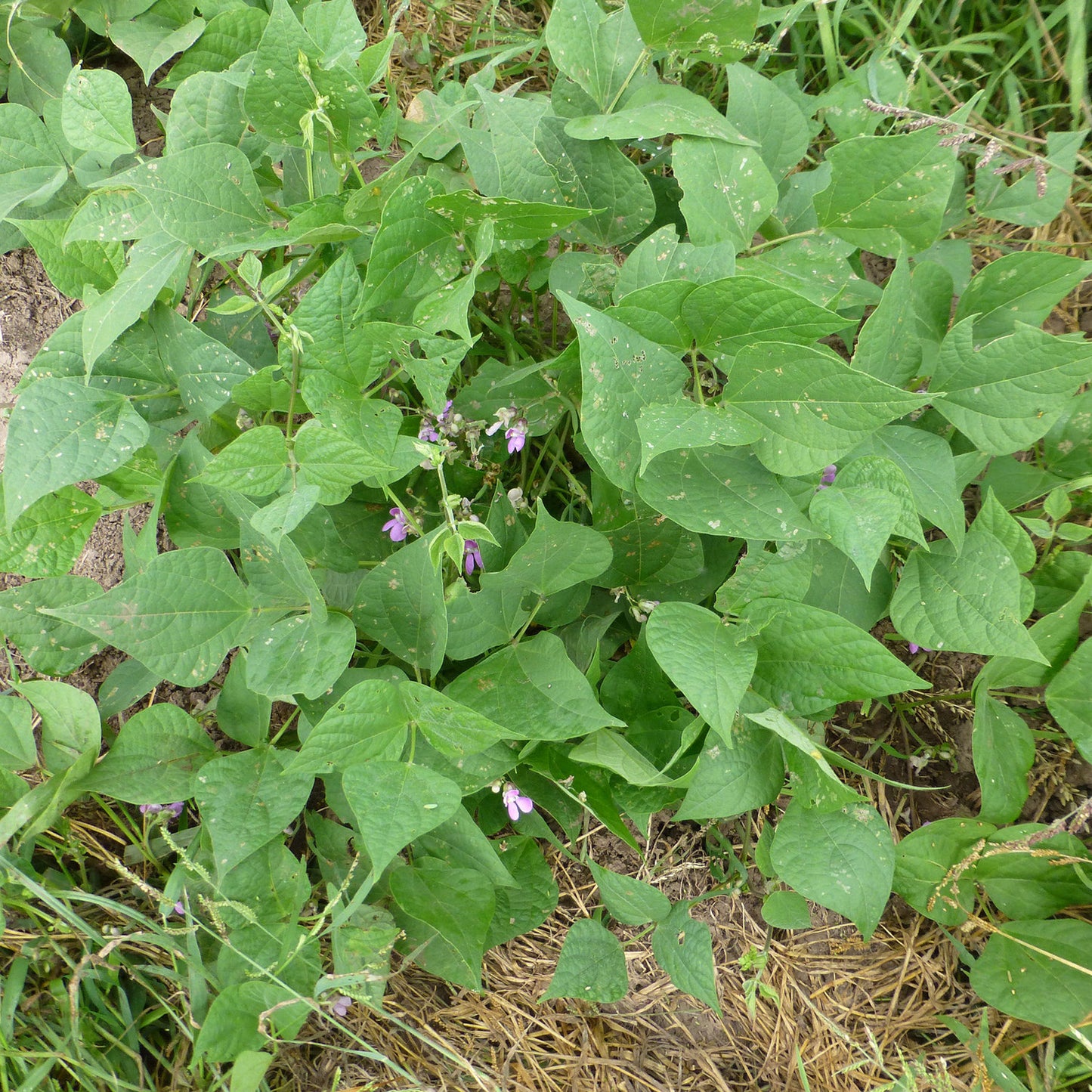 Mawivuna