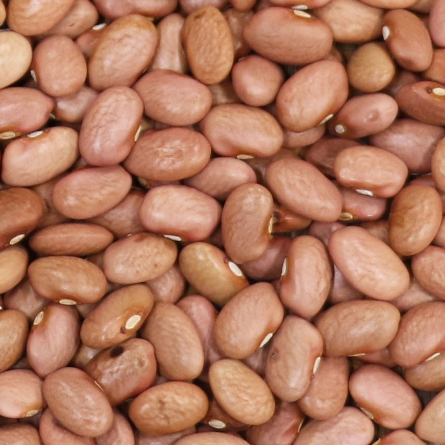 New Mexico Bolitas
