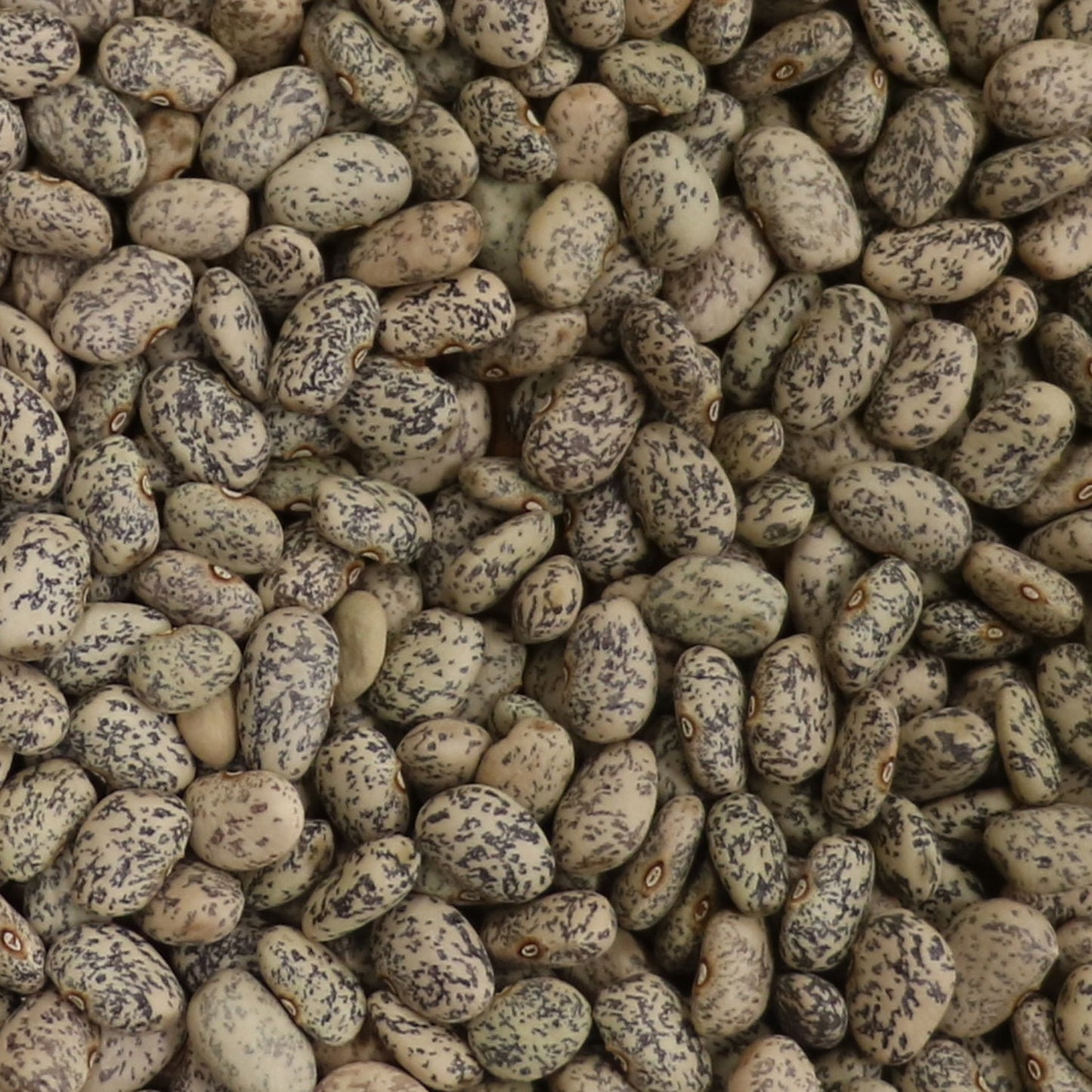 Blue Speckled