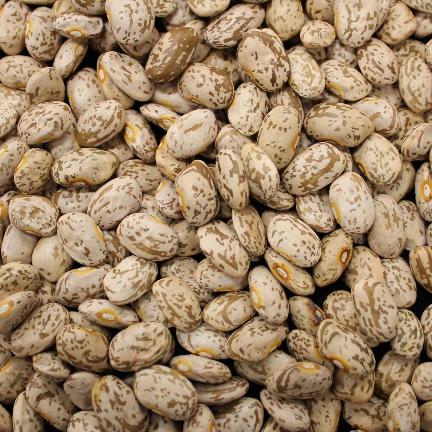 pinto bean good for high elevation southwest