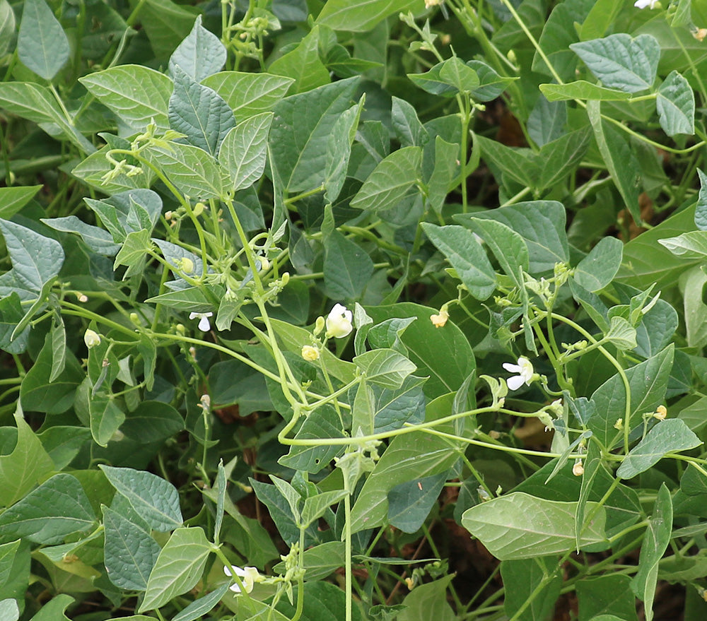 bauf tepary bean