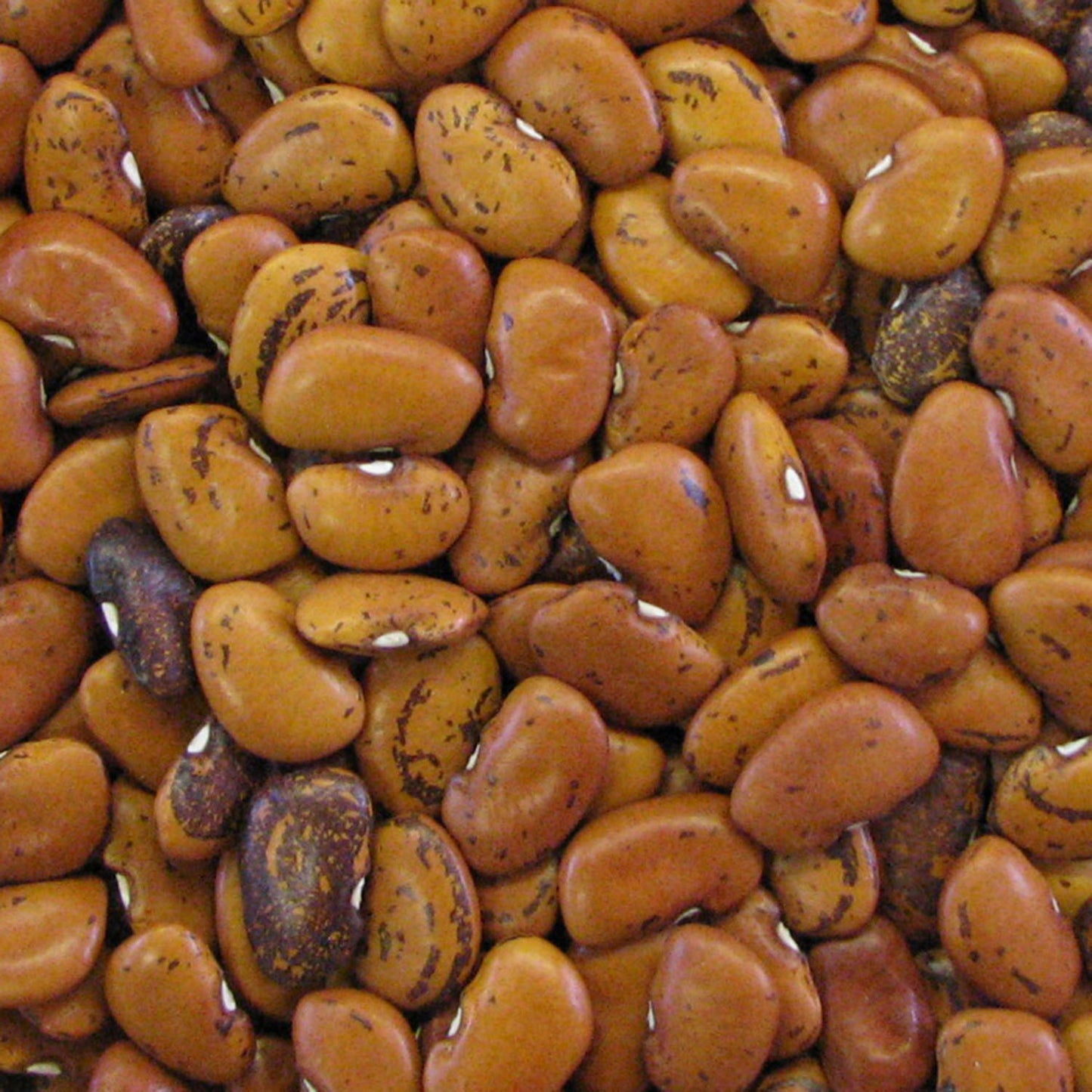 lima beans