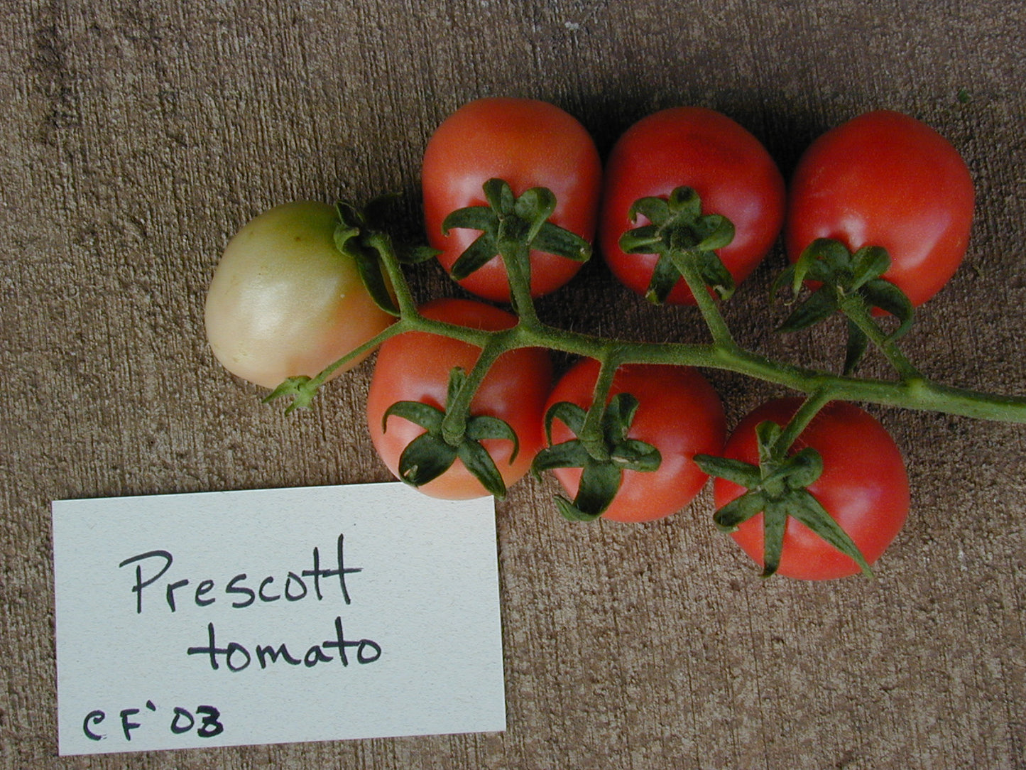 Wickenburg - Prescott Heirloom