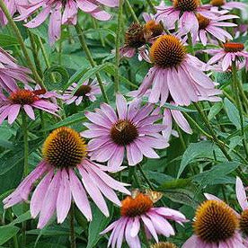 Purple Coneflower