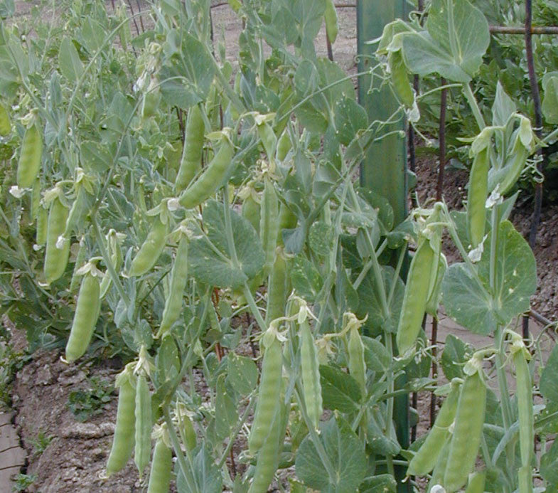 New Mexico