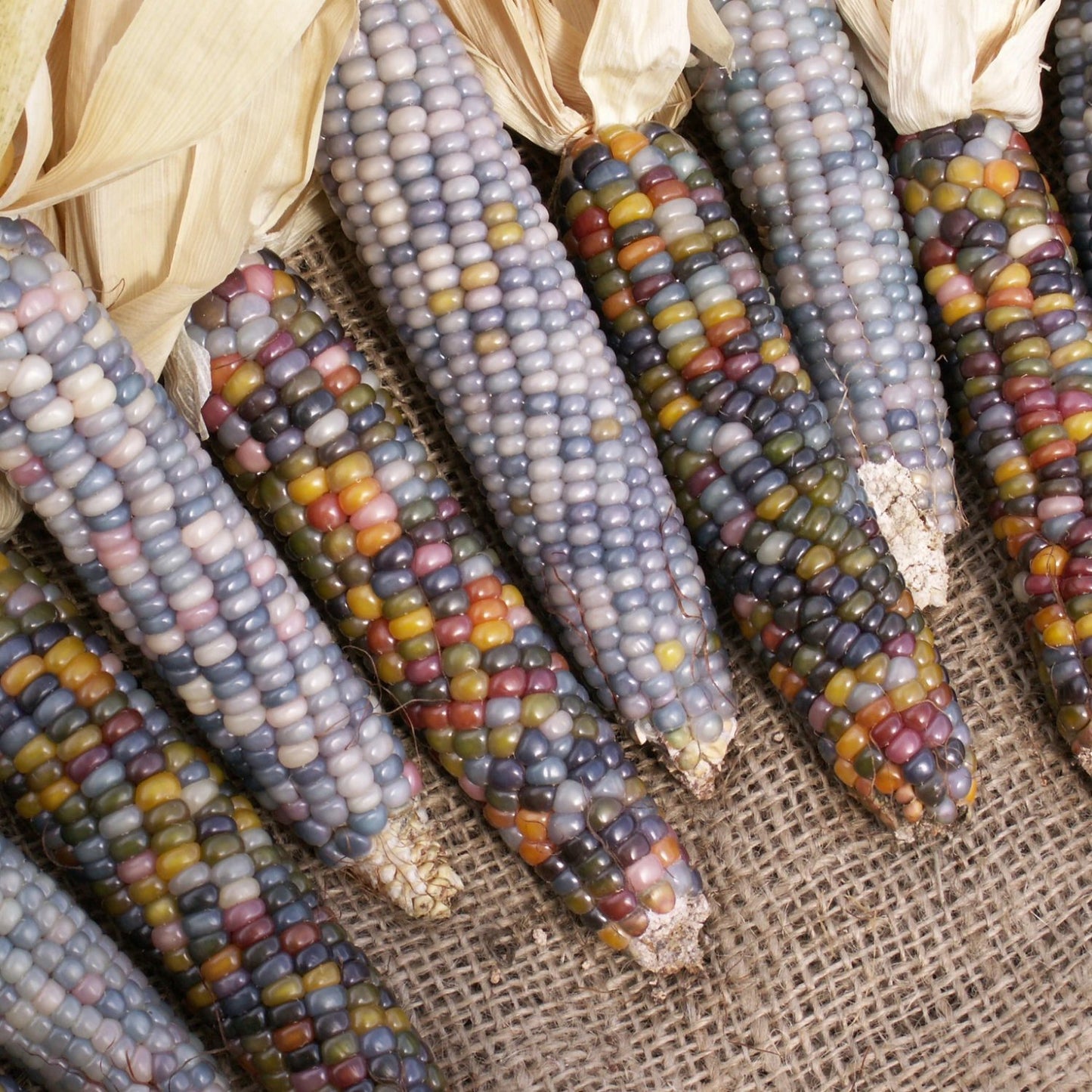 glass gem corn
