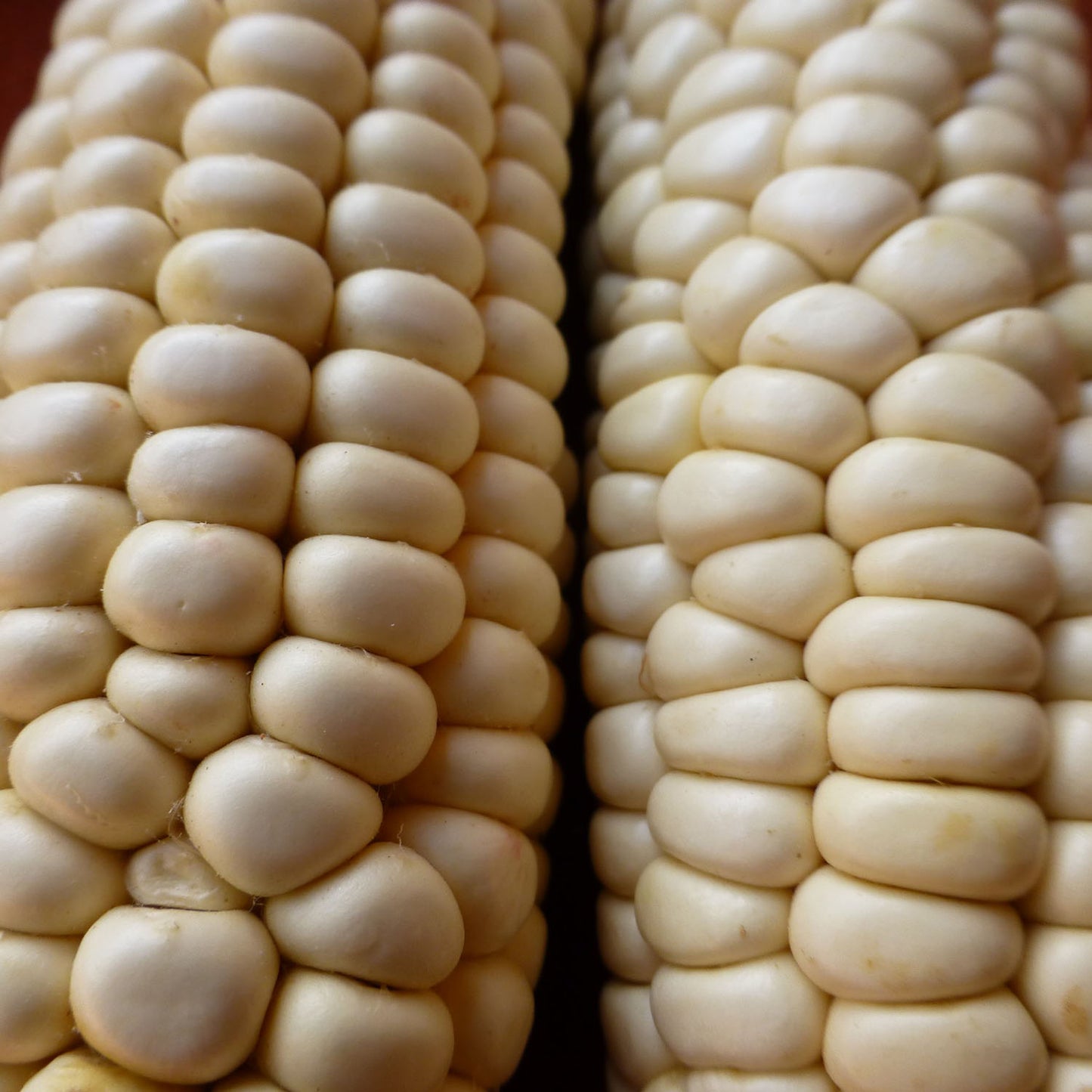 Rosari