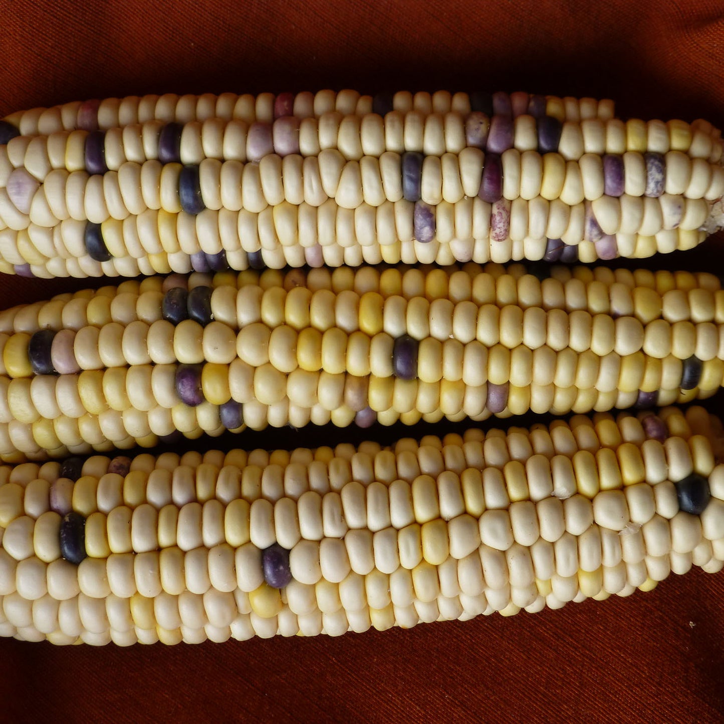 Rosari
