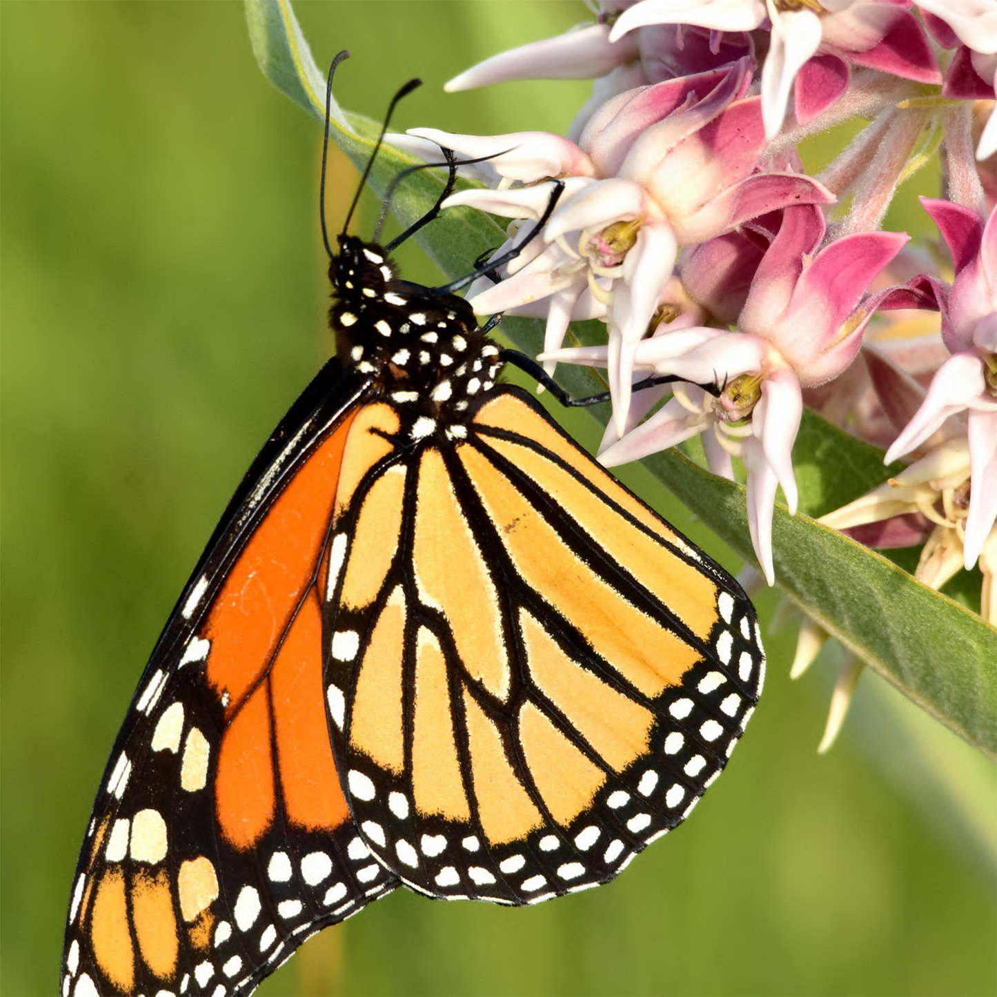 Showy Milkweed