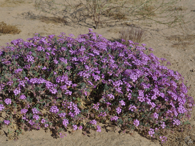 Sand Verbena