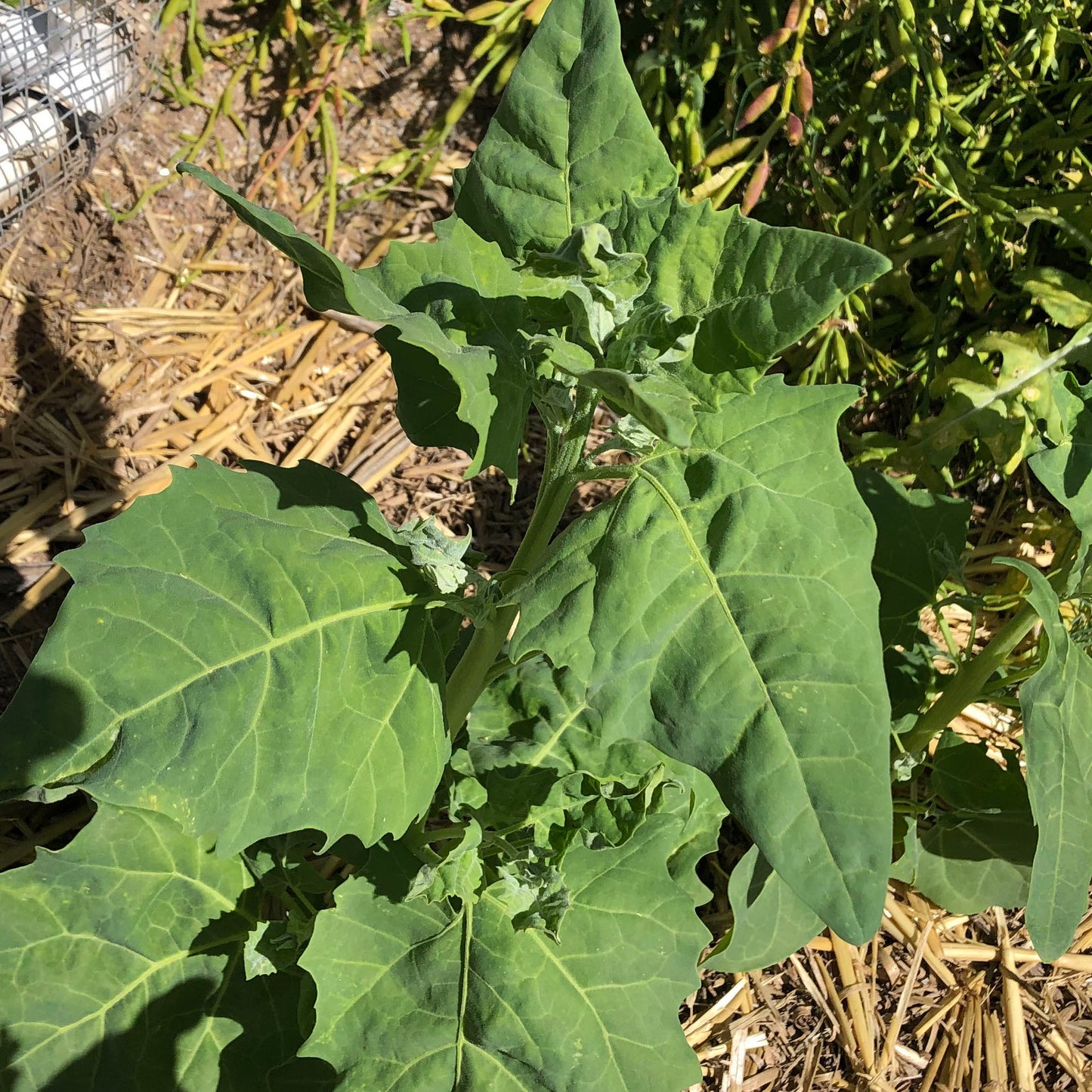 Sacramento Mountains Spinach