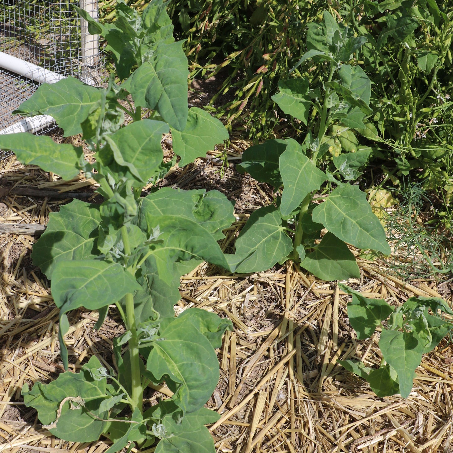 Sacramento Mountains Spinach