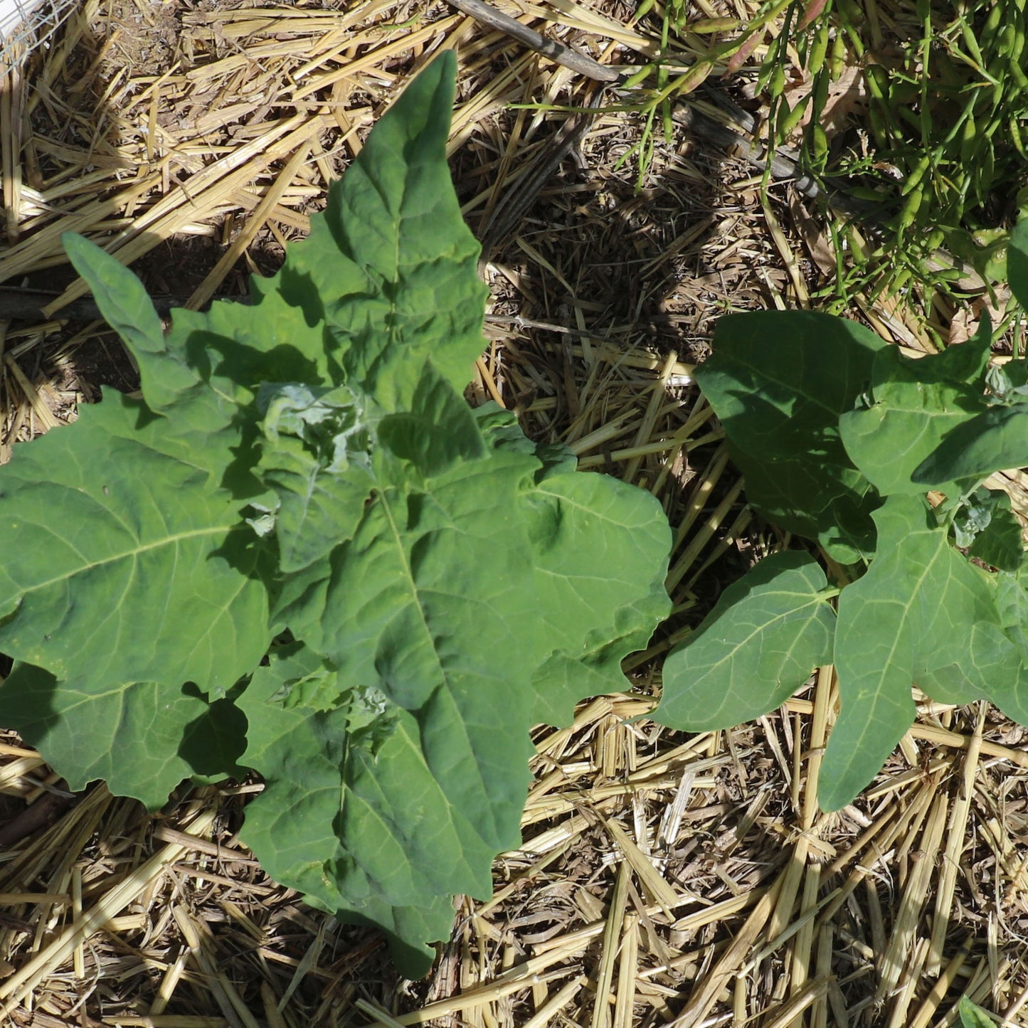 Sacramento Mountains Spinach
