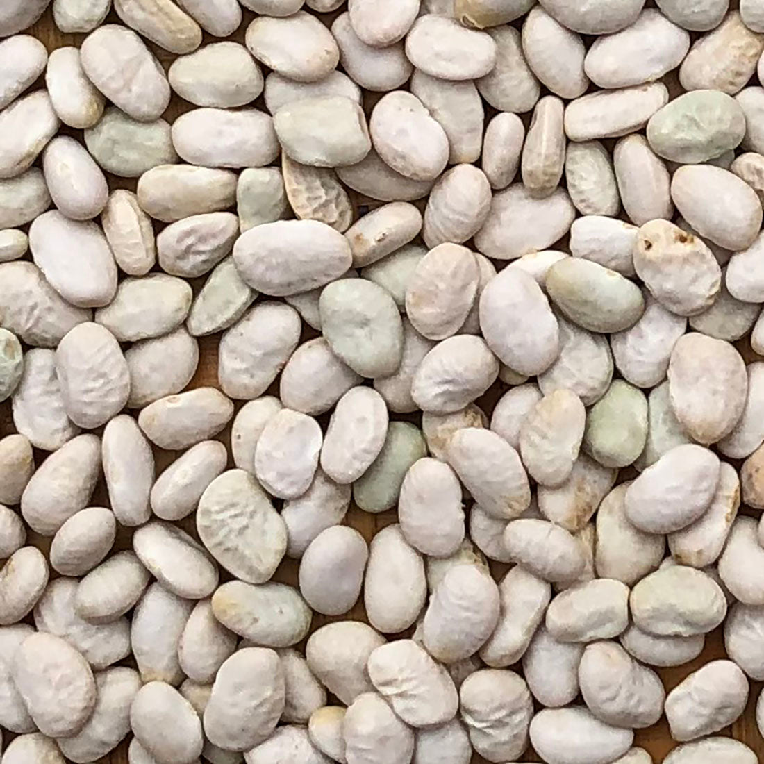 Santa Rosa White
