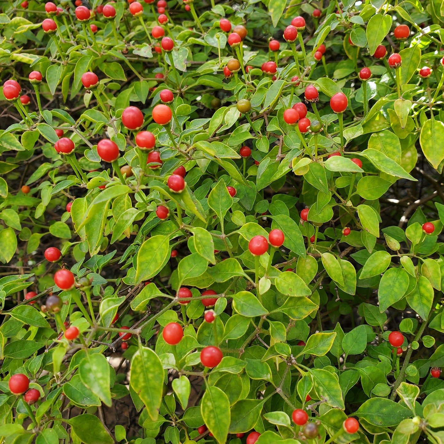 Sonoran chiltepin seeds