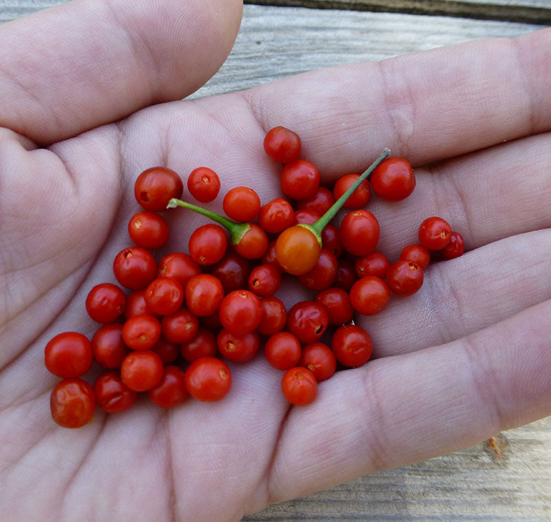 Sonoran chiltepin seeds