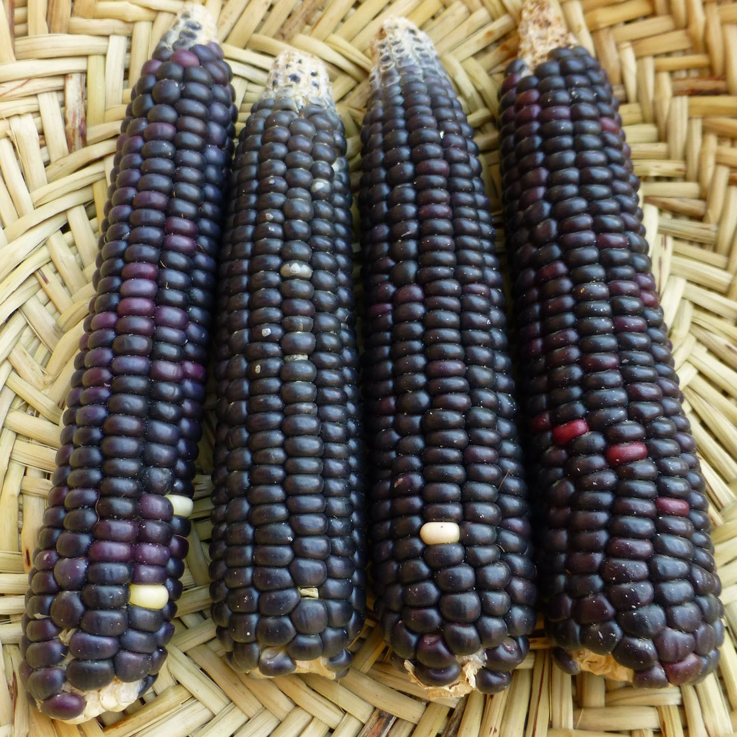 sunuku choriwame is a blue black corn good for making tamales