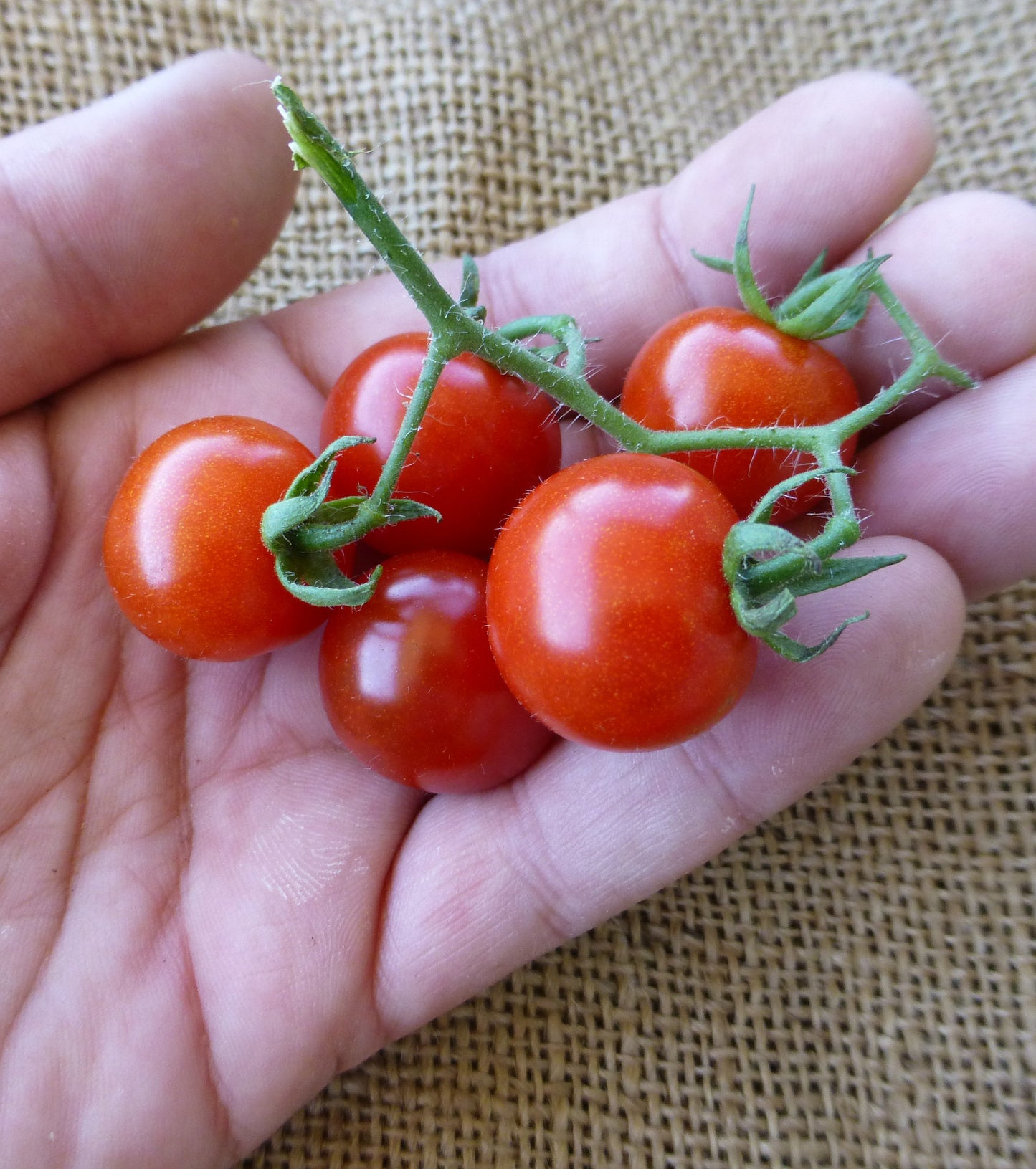 Texas Wild Cherry