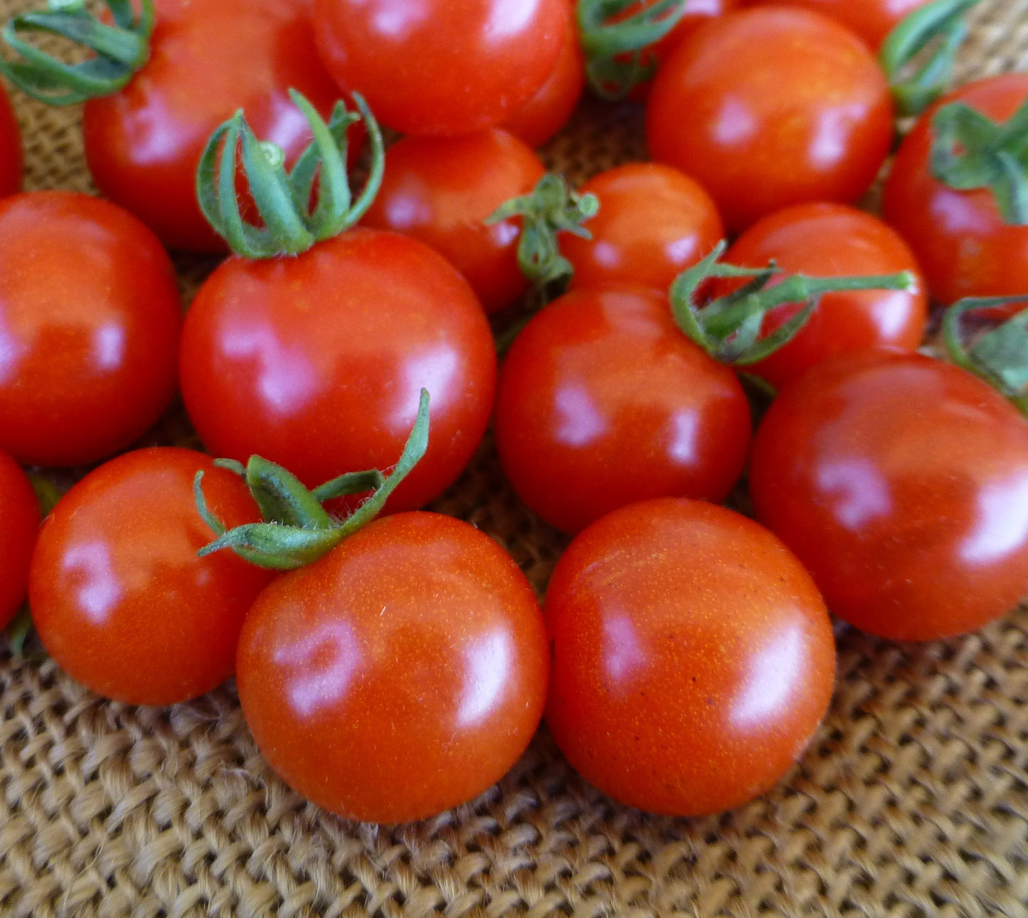 Texas Wild Cherry