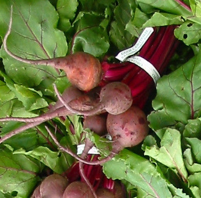 early wonder beet organic