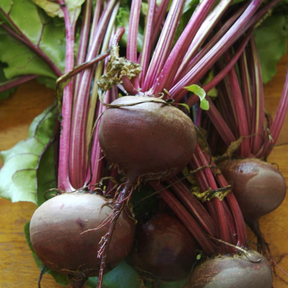 detroit red heirloom beets
