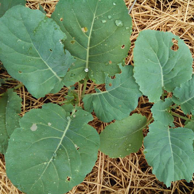 Georgia Collards