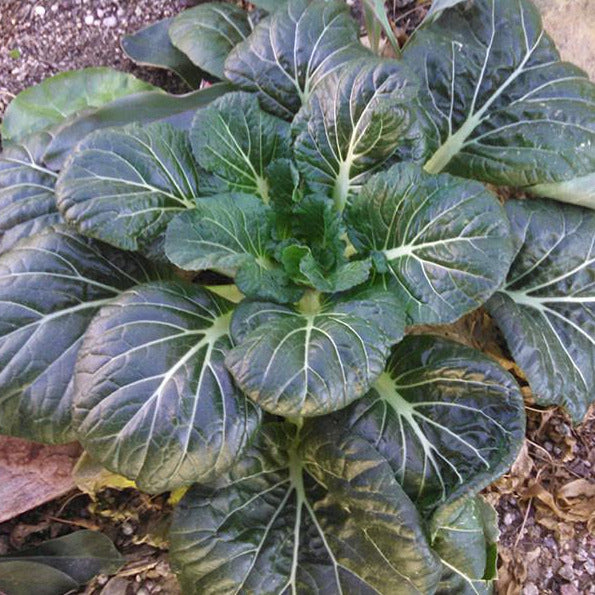 Tatsoi