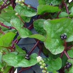 Red Malabar Spinach