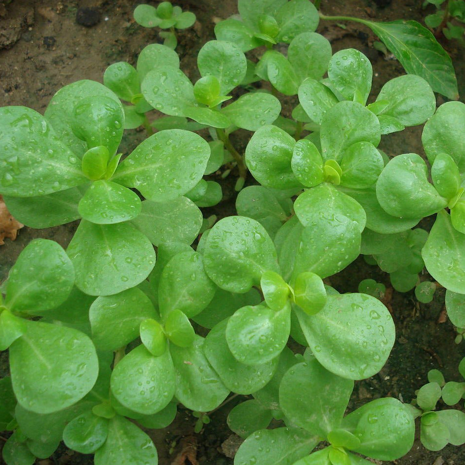 Golden Purslane