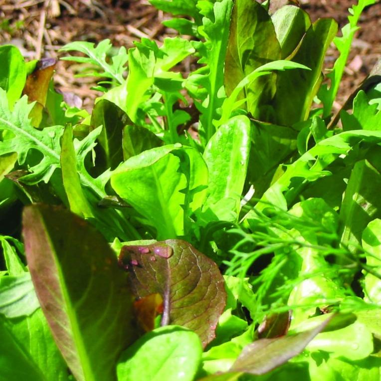 Lettuce Mix