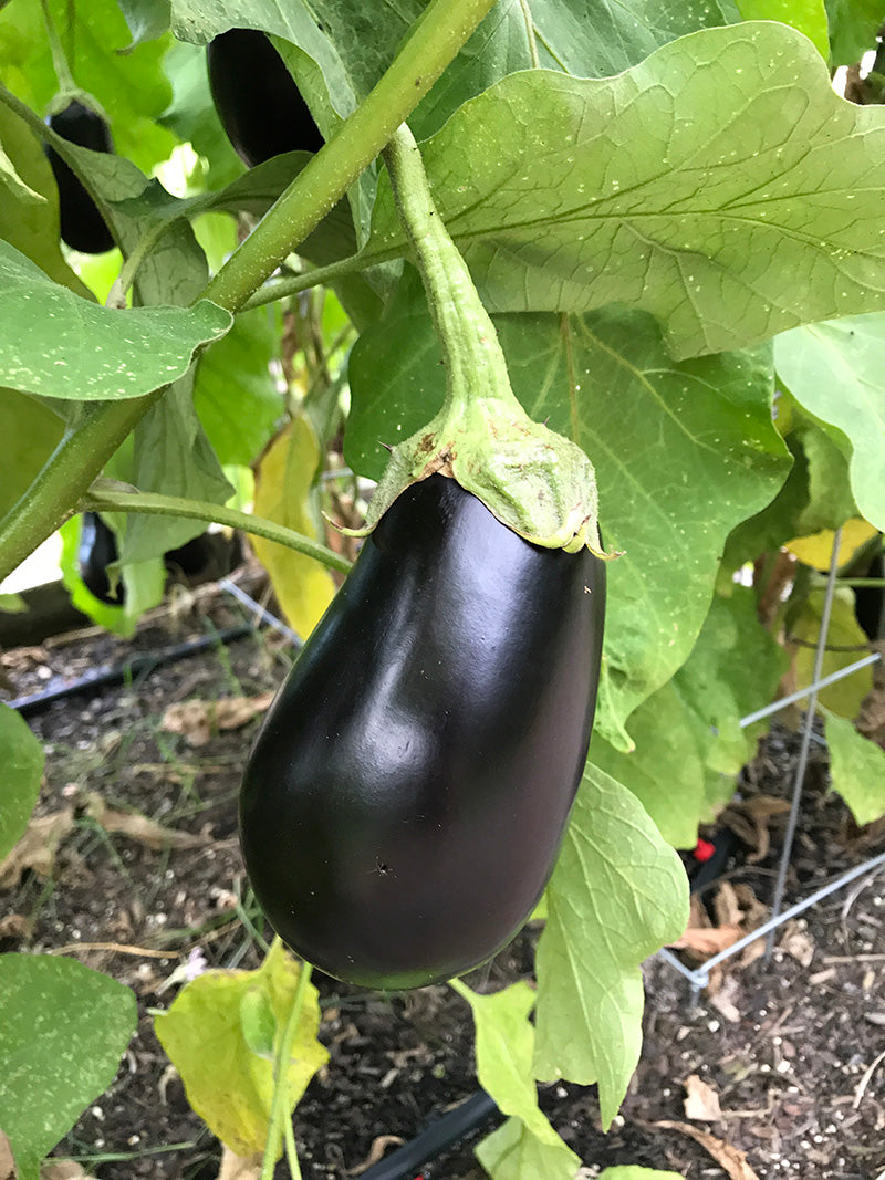 Black Beauty
